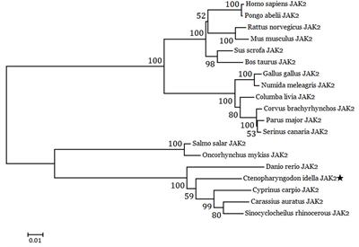 JAK2 Mediates the Regulation of Pept1 Expression by Leptin in the Grass Carp (Ctenopharyngodon idella) Intestine